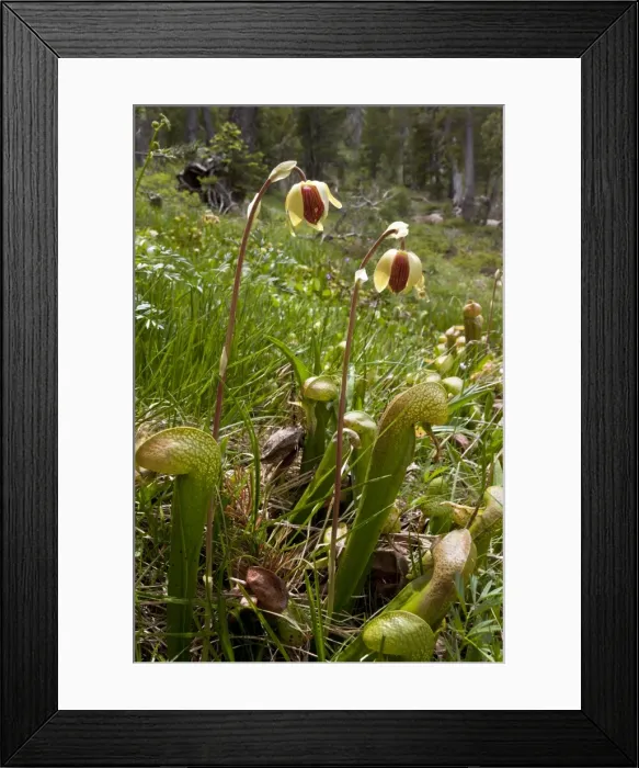 Framed Print : Picture No. 10886874 Framed Print : Picture No. 10886874