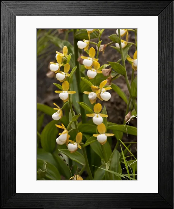 Framed Print : Picture No. 10886880