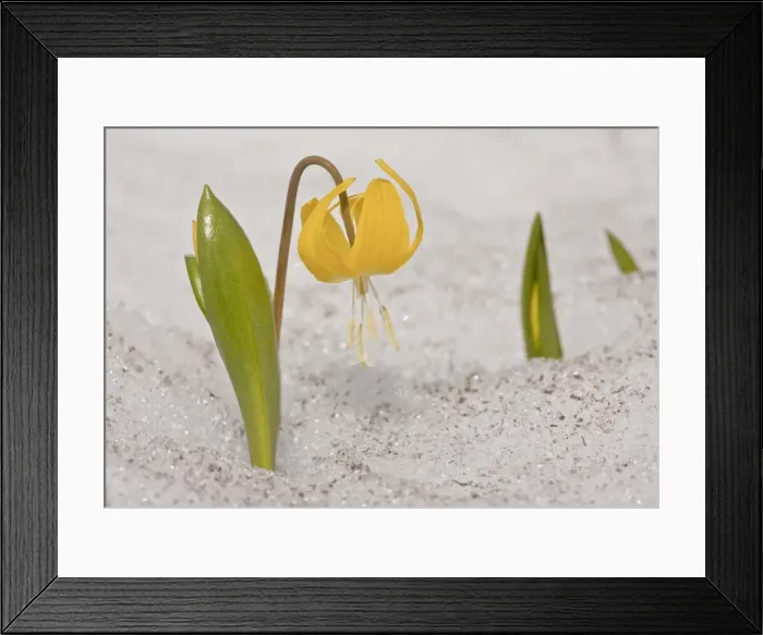 Framed Print : Picture No. 10886877 Framed Print : Picture No. 10886877