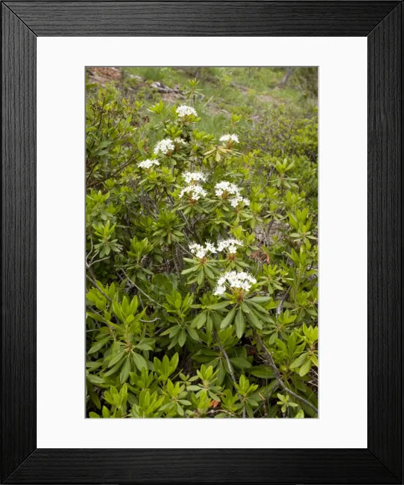 Framed Print : Picture No. 10886875 Framed Print : Picture No. 10886875