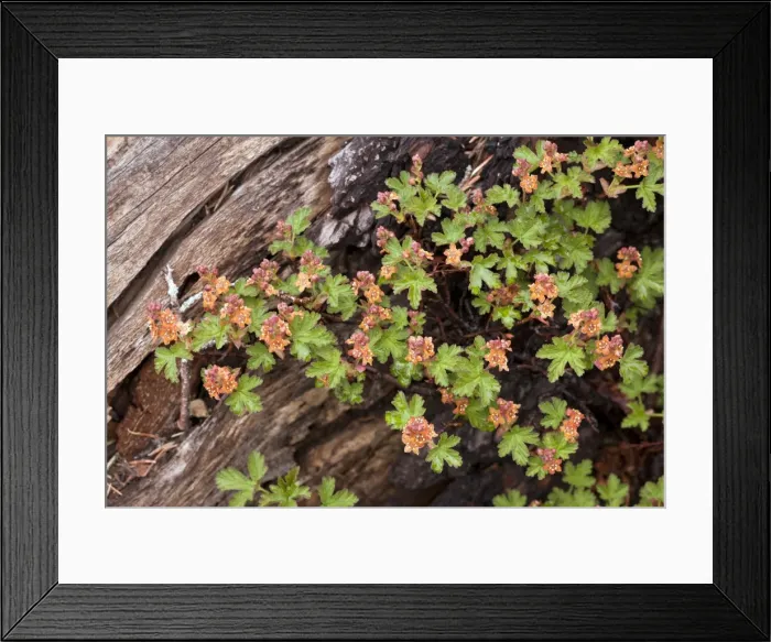 Framed Print : Picture No. 10886884 Framed Print : Picture No. 10886884