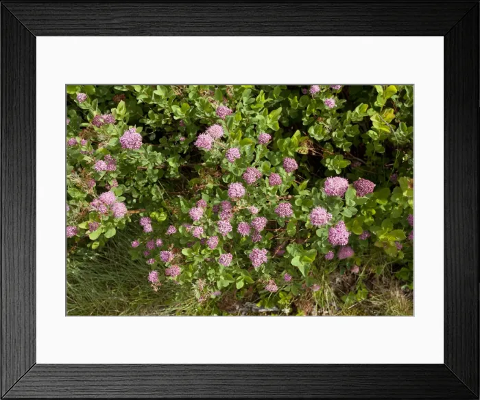 Framed Print : Picture No. 10886878 Framed Print : Picture No. 10886878