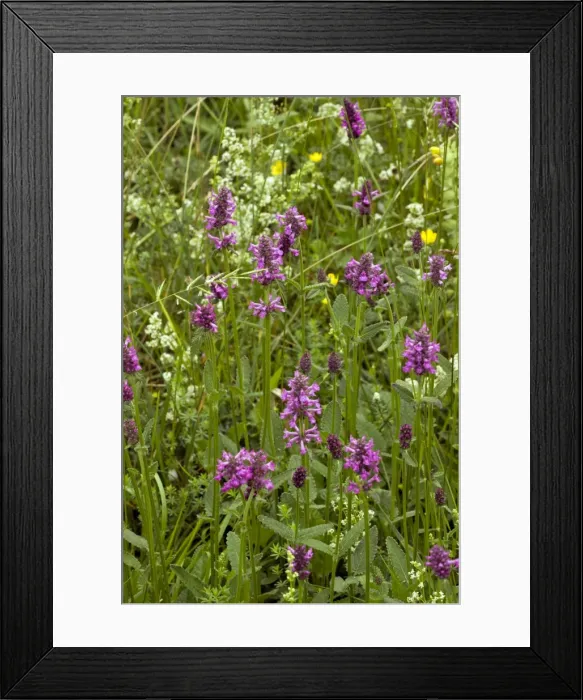 Framed Print : Picture No. 10886892 Framed Print : Picture No. 10886892