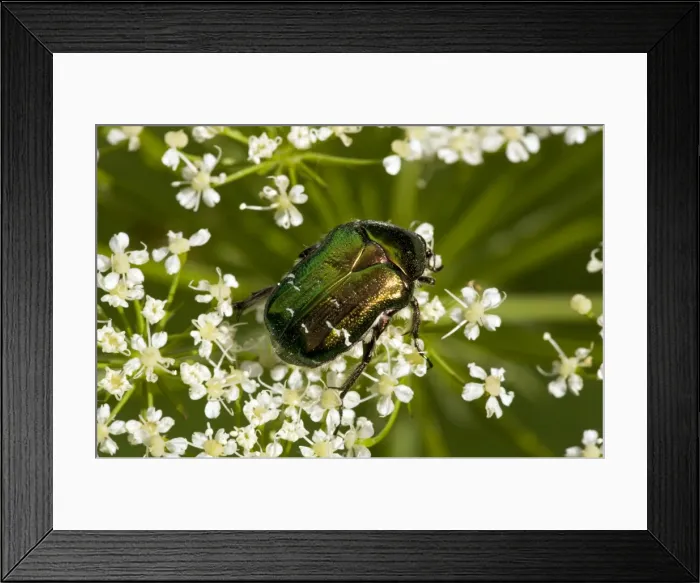 Framed Print : Picture No. 10886886 Framed Print : Picture No. 10886886