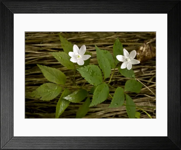 Framed Print : Picture No. 10886887 Framed Print : Picture No. 10886887