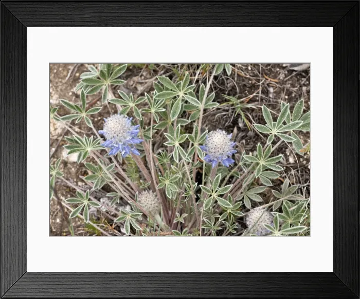 Framed Print : Picture No. 10886883 Framed Print : Picture No. 10886883