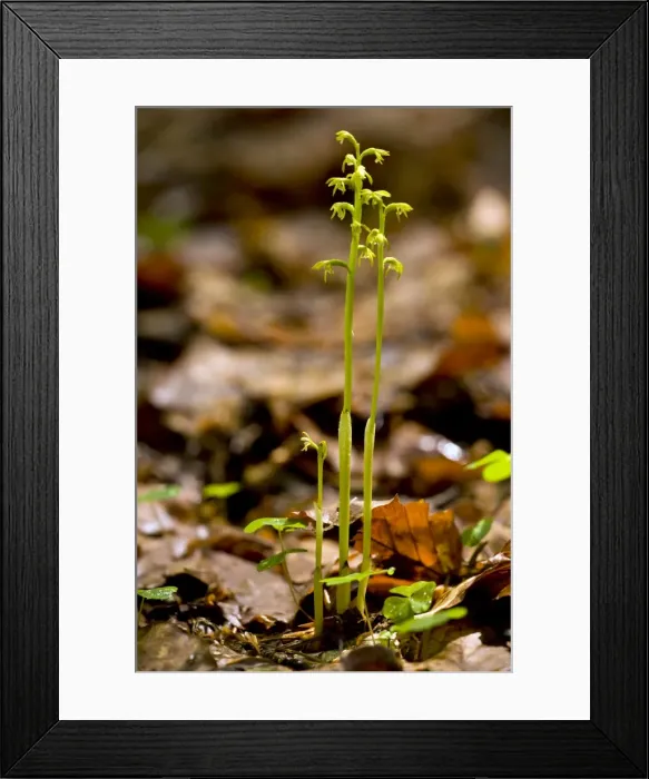 Framed Print : Picture No. 10886890 Framed Print : Picture No. 10886890