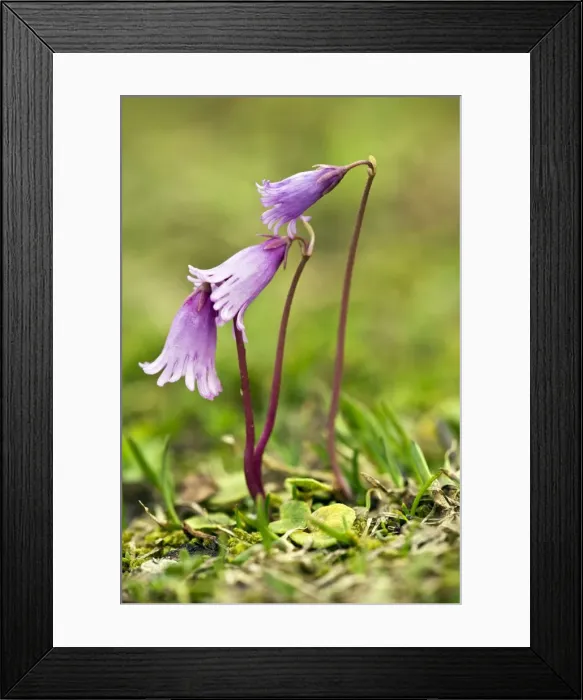 Framed Print : Picture No. 10886885 Framed Print : Picture No. 10886885