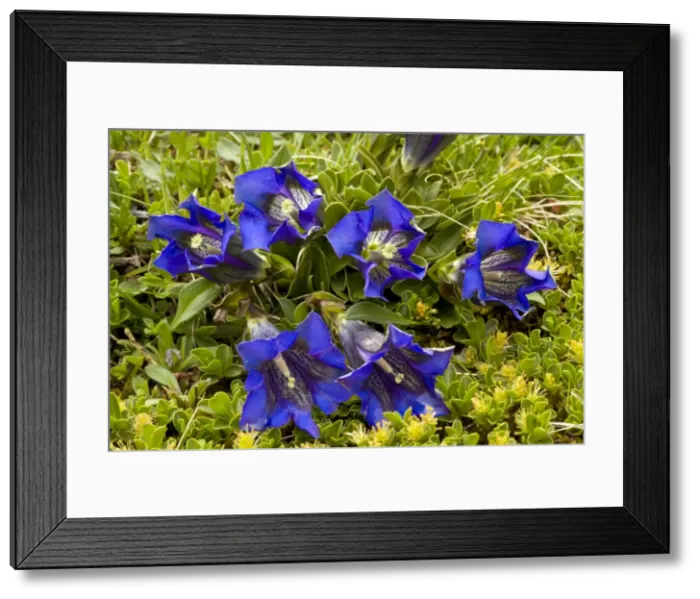 Framed Print : Picture No. 10886894 Framed Print : Picture No. 10886894