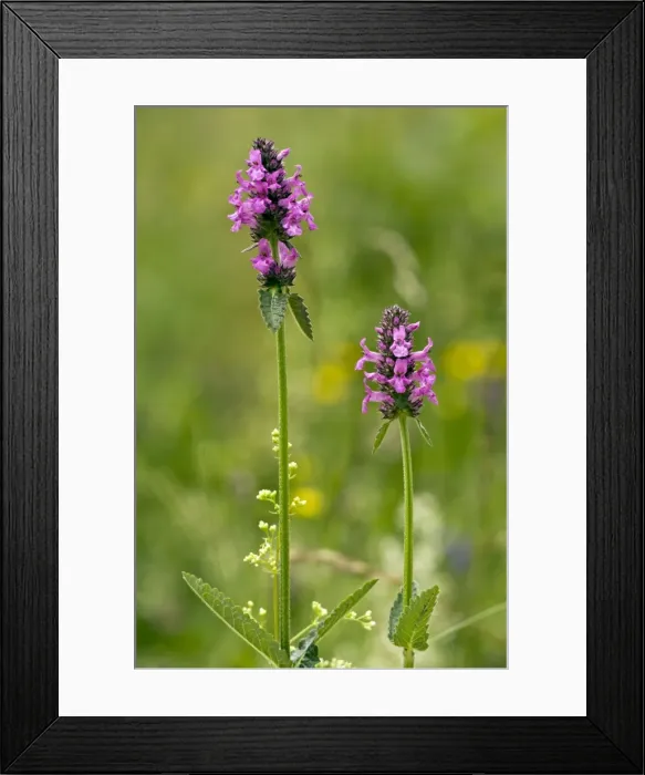 Framed Print : Picture No. 10886895