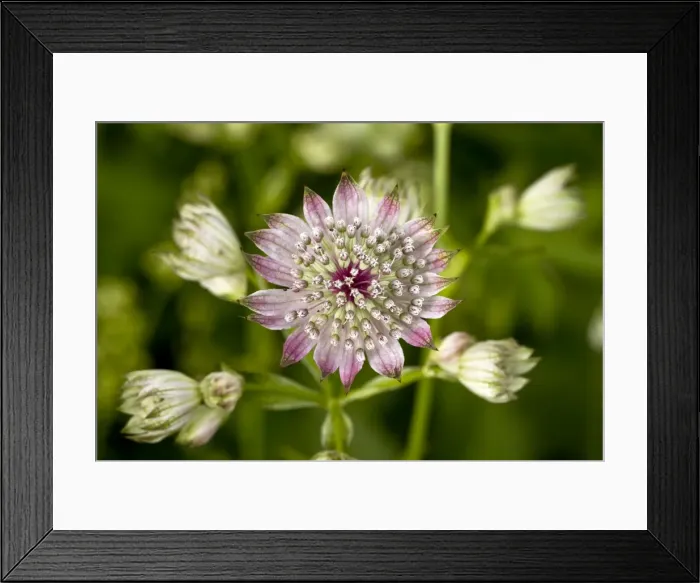 Framed Print : Picture No. 10886898 Framed Print : Picture No. 10886898