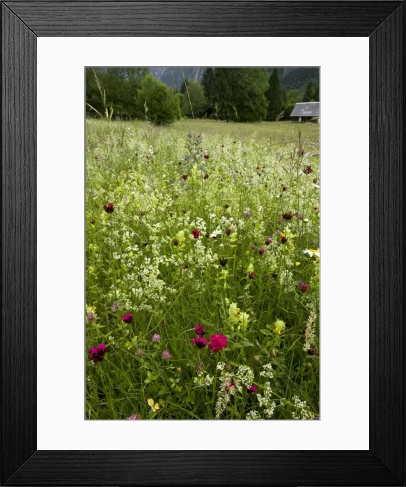 Framed Print : Picture No. 10886897 Framed Print : Picture No. 10886897