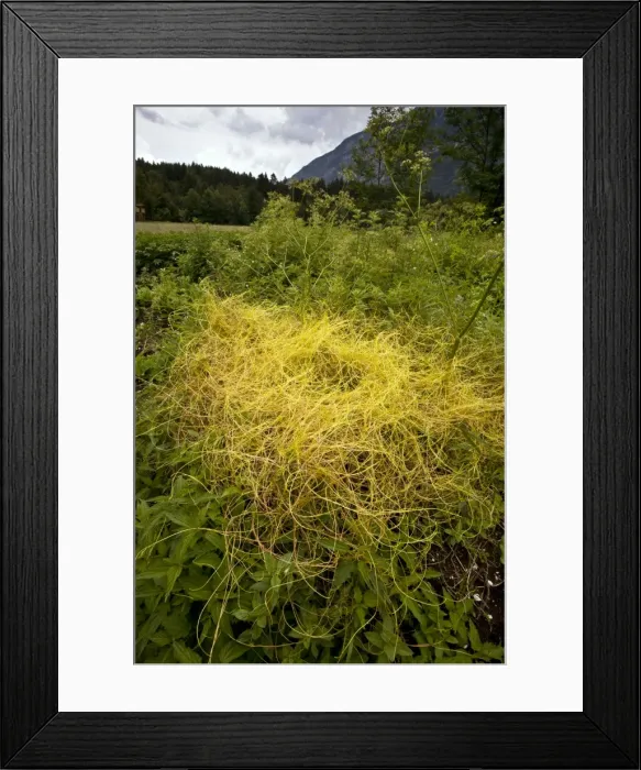 Framed Print : Picture No. 10886900