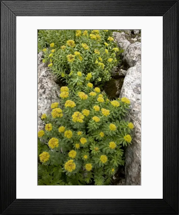 Framed Print : Picture No. 10886893 Framed Print : Picture No. 10886893