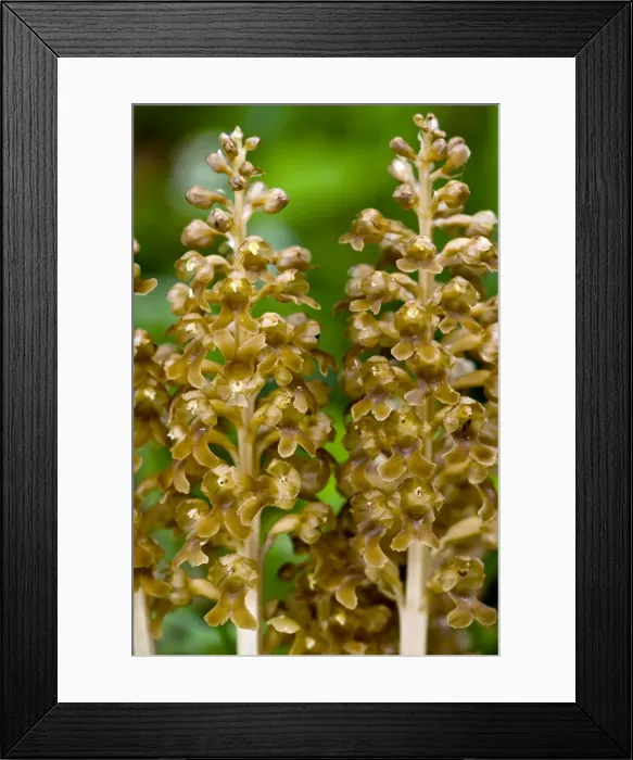 Framed Print : Picture No. 10886903