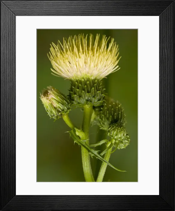 Framed Print : Picture No. 10886902 Framed Print : Picture No. 10886902