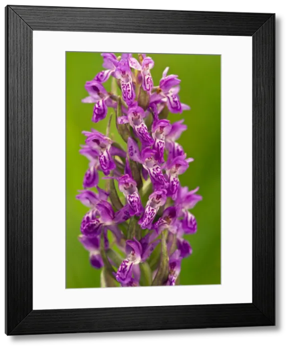 Framed Print : Picture No. 10886907 Framed Print : Picture No. 10886907