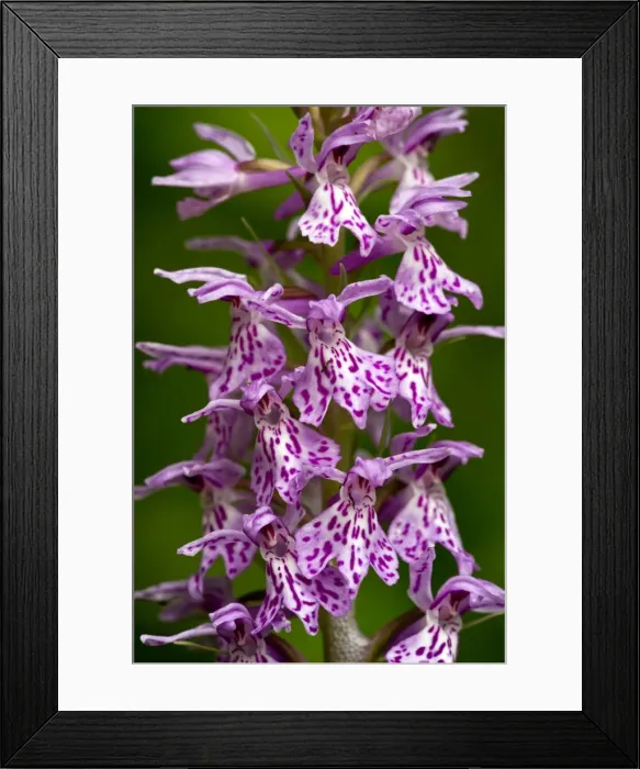 Framed Print : Picture No. 10886909 Framed Print : Picture No. 10886909