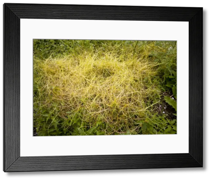 Framed Print : Picture No. 10886901 Framed Print : Picture No. 10886901