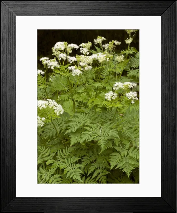 Framed Print : Picture No. 10886906 Framed Print : Picture No. 10886906