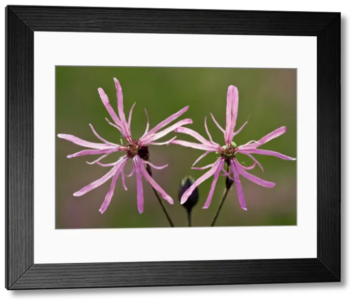 Framed Print : Picture No. 10886913 Framed Print : Picture No. 10886913