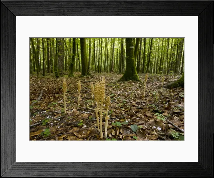 Framed Print : Picture No. 10886911 Framed Print : Picture No. 10886911