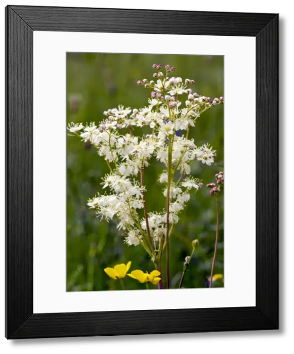 Framed Print : Picture No. 10886910 Framed Print : Picture No. 10886910