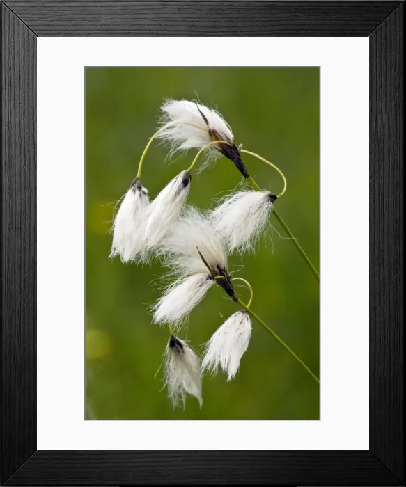 Framed Print : Picture No. 10886912 Framed Print : Picture No. 10886912