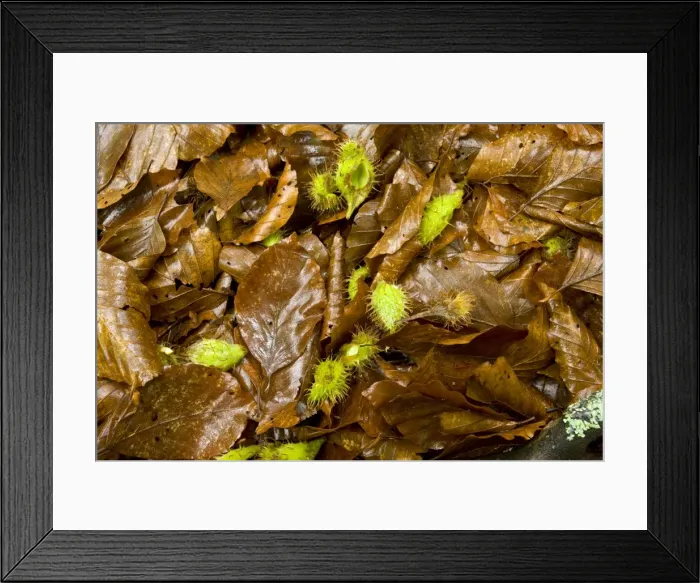 Framed Print : Picture No. 10886915 Framed Print : Picture No. 10886915