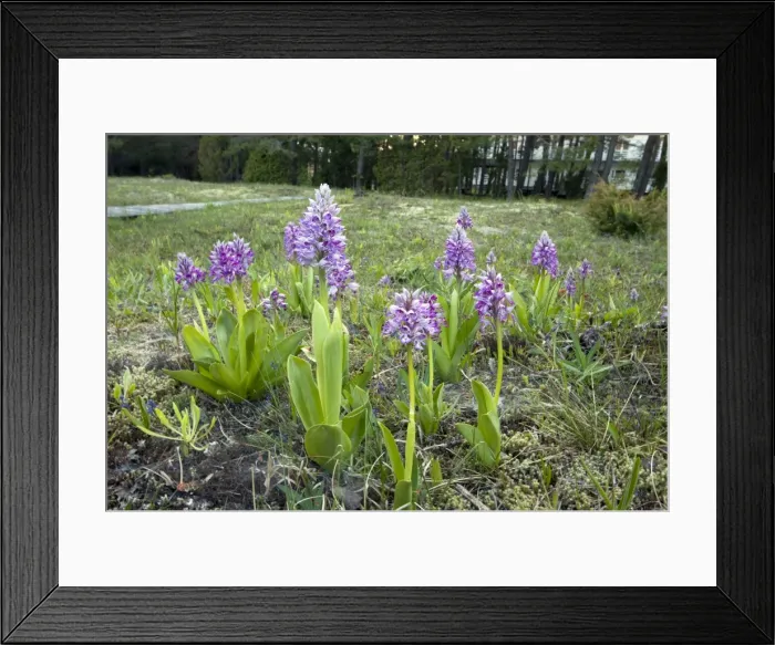 Framed Print : Picture No. 10886917 Framed Print : Picture No. 10886917