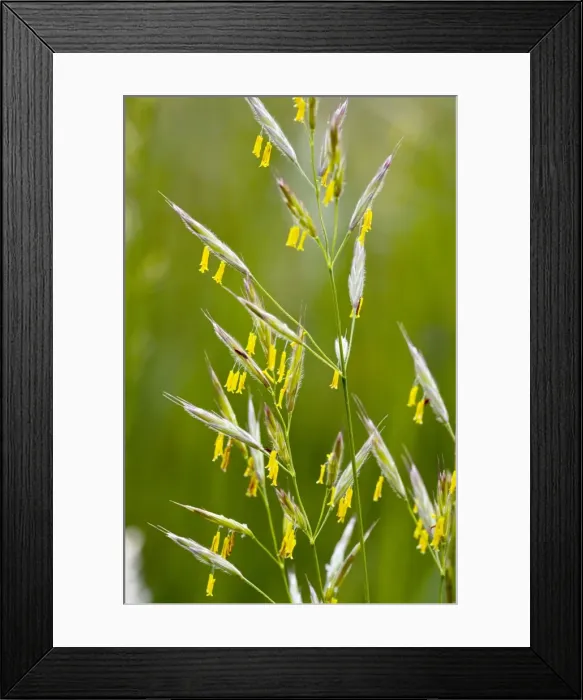 Framed Print : Picture No. 10886916 Framed Print : Picture No. 10886916