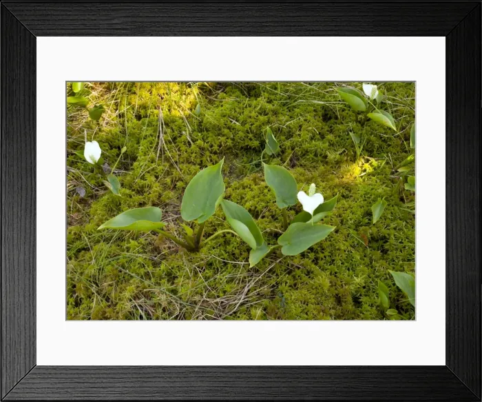 Framed Print : Picture No. 10886921 Framed Print : Picture No. 10886921