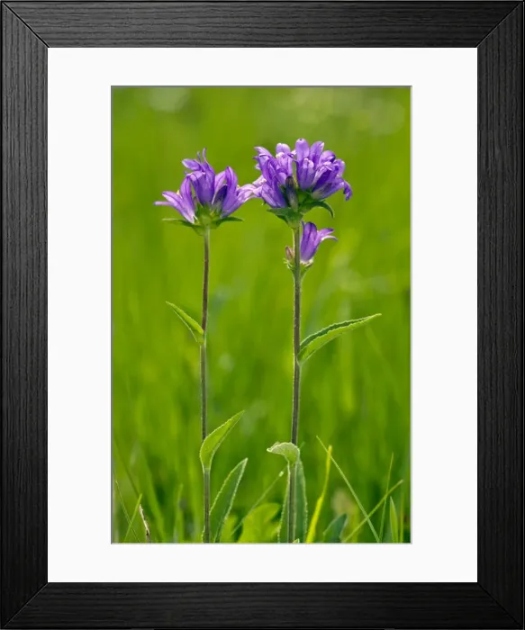Framed Print : Picture No. 10886919 Framed Print : Picture No. 10886919