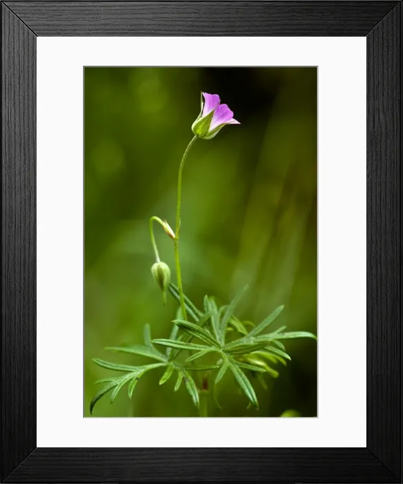 Framed Print : Picture No. 10886920