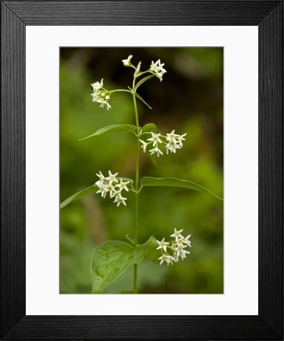 Framed Print : Picture No. 10886923 Framed Print : Picture No. 10886923