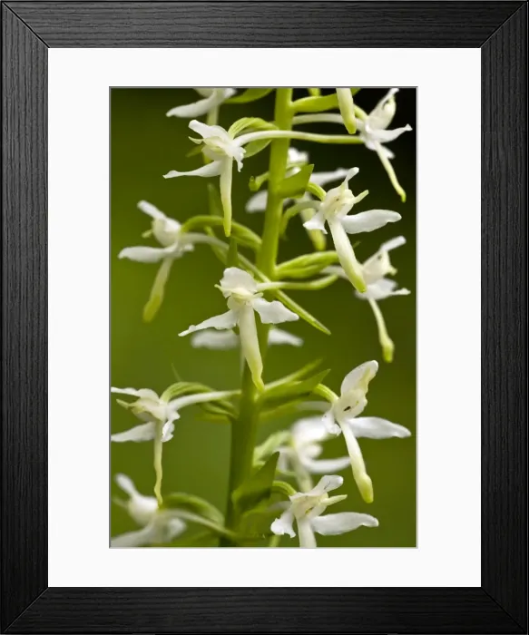 Framed Print : Picture No. 10886927 Framed Print : Picture No. 10886927