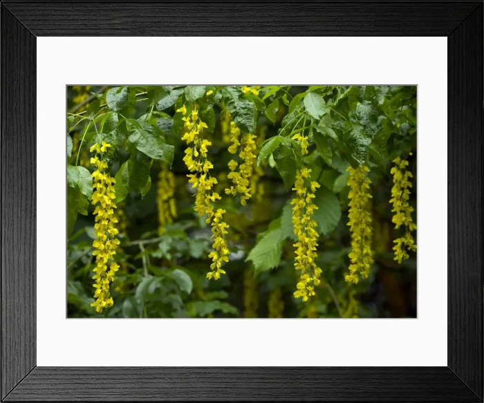 Framed Print : Picture No. 10886922 Framed Print : Picture No. 10886922
