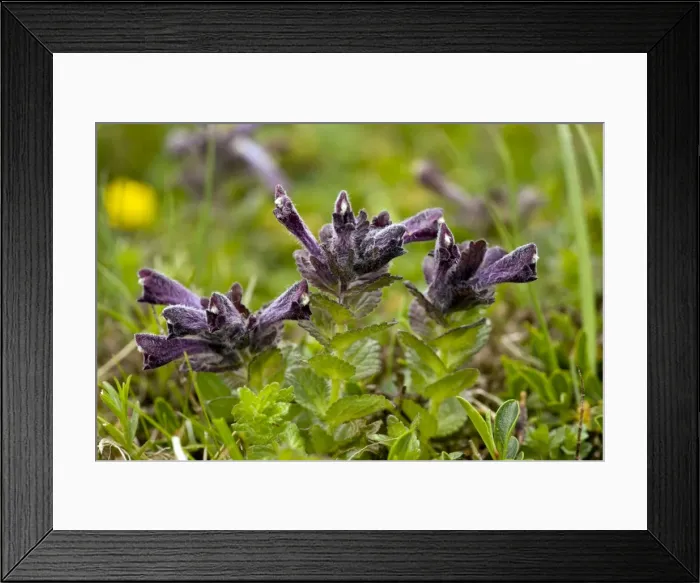 Framed Print : Picture No. 10886929 Framed Print : Picture No. 10886929