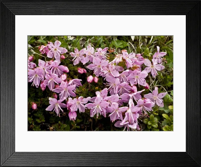 Framed Print : Picture No. 10886928 Framed Print : Picture No. 10886928