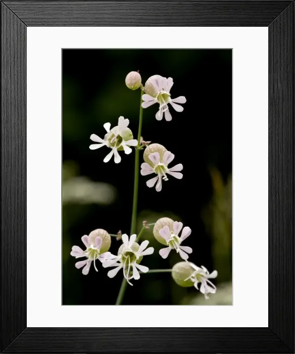 Framed Print : Picture No. 10886933 Framed Print : Picture No. 10886933