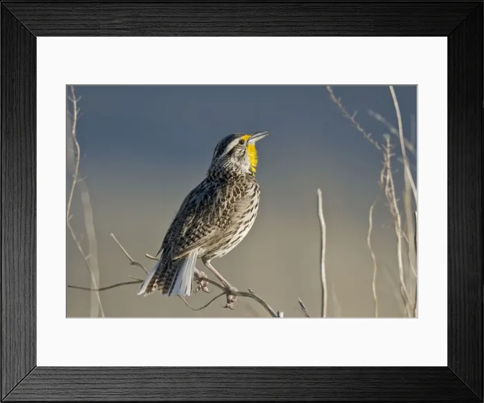 Framed Print : Picture No. 10886936 Framed Print : Picture No. 10886936