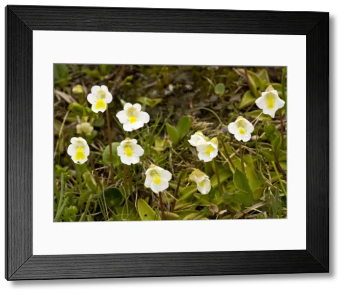Framed Print : Picture No. 10886934 Framed Print : Picture No. 10886934