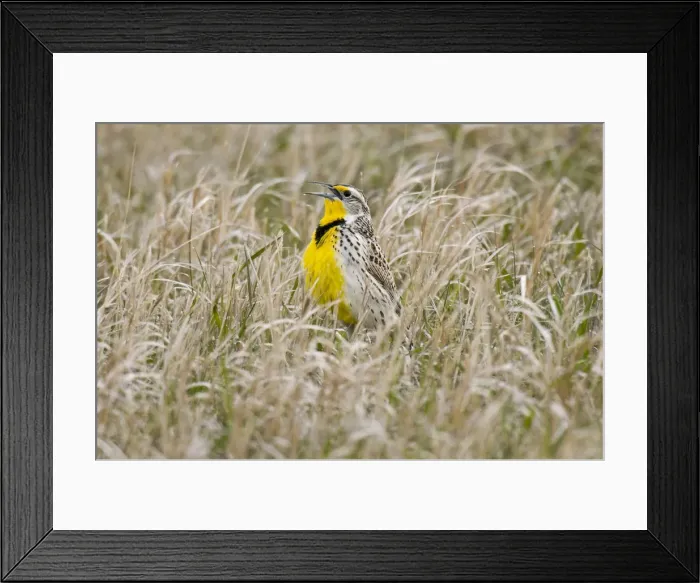 Framed Print : Picture No. 10886935 Framed Print : Picture No. 10886935