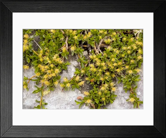 Framed Print : Picture No. 10886930 Framed Print : Picture No. 10886930