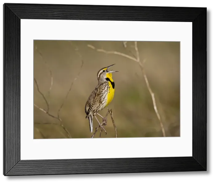 Framed Print : Picture No. 10886937 Framed Print : Picture No. 10886937