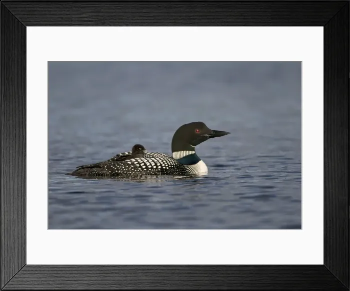 Framed Print : Picture No. 10886941 Framed Print : Picture No. 10886941