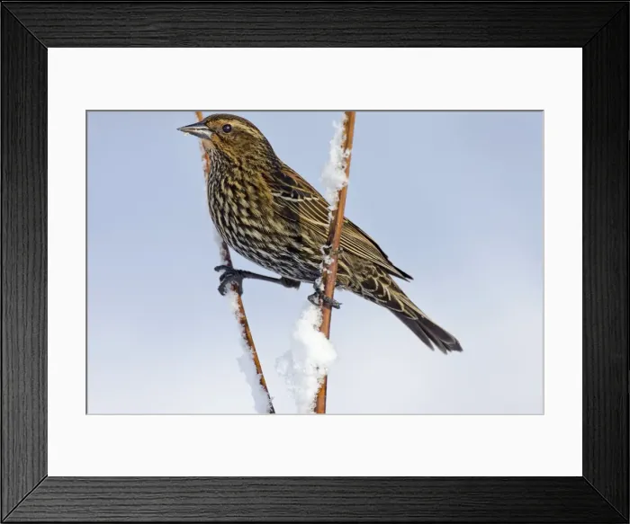 Framed Print : Picture No. 10886942 Framed Print : Picture No. 10886942