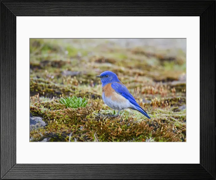 Framed Print : Picture No. 10886943