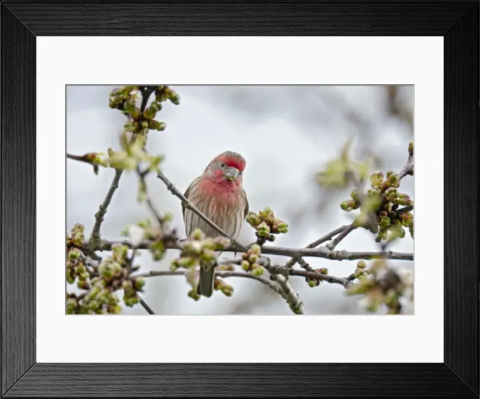 Framed Print : Picture No. 10886948 Framed Print : Picture No. 10886948