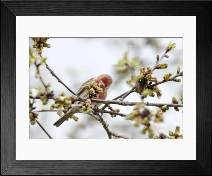 Framed Print : Picture No. 10886947 Framed Print : Picture No. 10886947